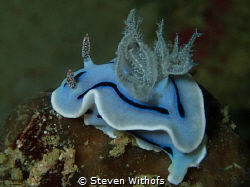 Blue nudi from Borneo by Steven Withofs 